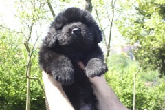 cucciolate-cani-terranova-vecchie-03