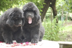 cucciolate-cani-terranova-vecchie-11