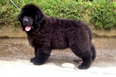 cucciolate-cani-terranova-vecchie-30